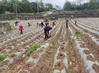 烟苗正移栽，菌剂实落地——西南大学植保团队在贵州黔南开展烟苗移栽工作